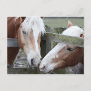 2頭の馬 ポストカード