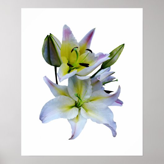 20ドル以下で開始 – 素敵な白いユリ ポスター (正面)