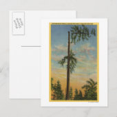 200フィートの巨大なトウヒをトッピング。セーリング ポストカード (正面/裏面)