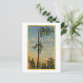 200フィートの巨大なトウヒをトッピング。セーリング ポストカード (スタンド正面)