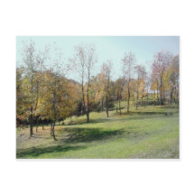 2004年スロープの木の写真はがき