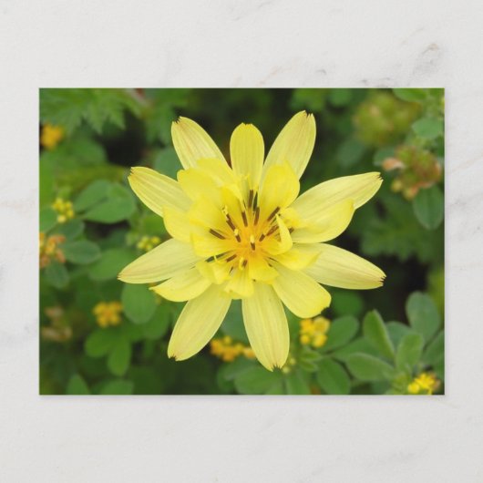 2007年フラワーシリーズ ポストカード (正面)