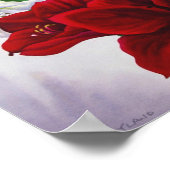 2008年赤と白アマリリス ポスター (角)