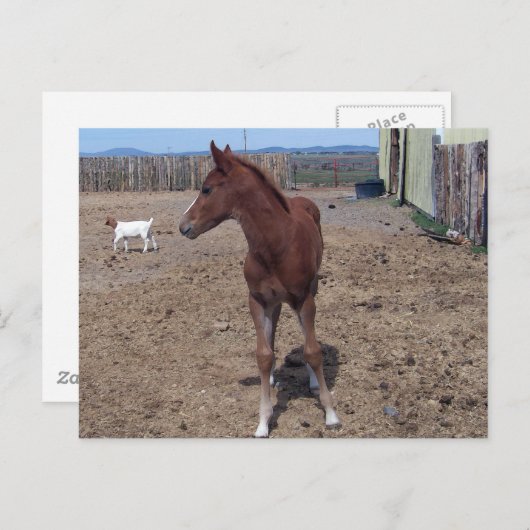 2008年5月フォール ポストカード (正面/裏面)