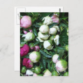 2008牡丹と庭の写真135 ポストカード (正面/裏面)