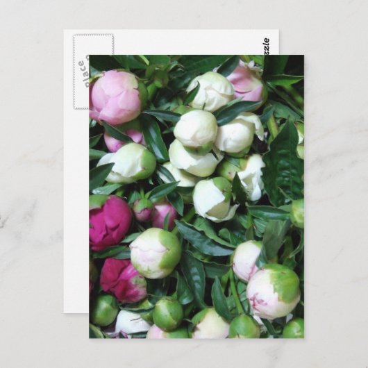 2008牡丹と庭の写真135 ポストカード (正面/裏面)