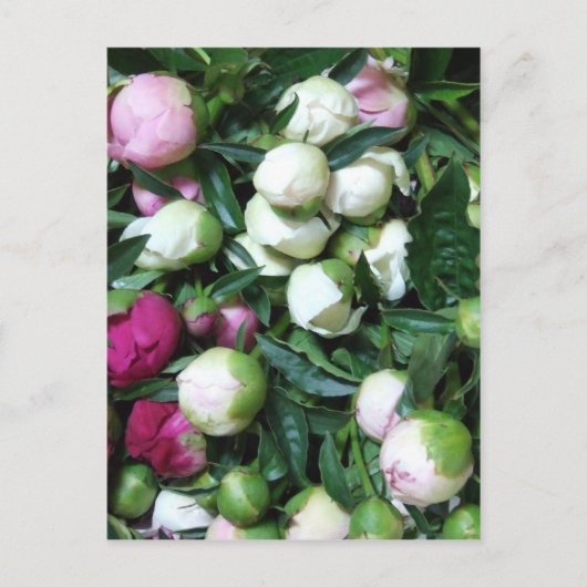 2008牡丹と庭の写真135 ポストカード (正面)