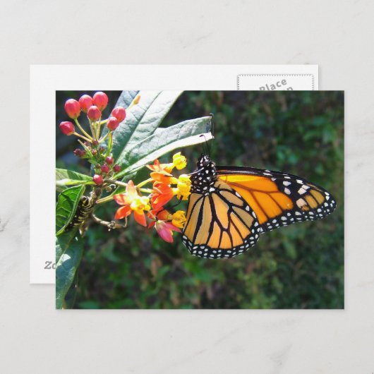 2008_0109_114022 ポストカード (正面/裏面)