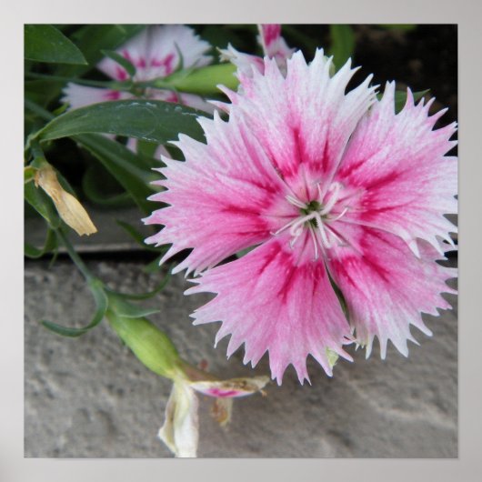 2009-1008プリント/ポスター ポスター (正面)