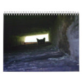 2009 Feral Soul Inc.野生猫のカレンダーを愛します カレンダー (カバー)
