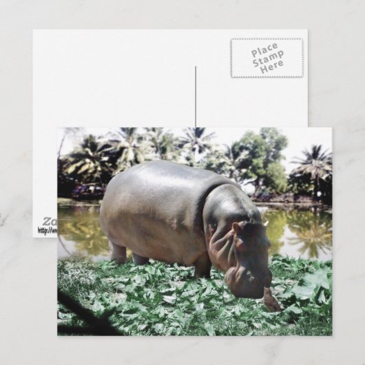 200.カバと鳥 ポストカード (正面/裏面)
