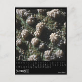 2010年1月 ポストカード (正面)