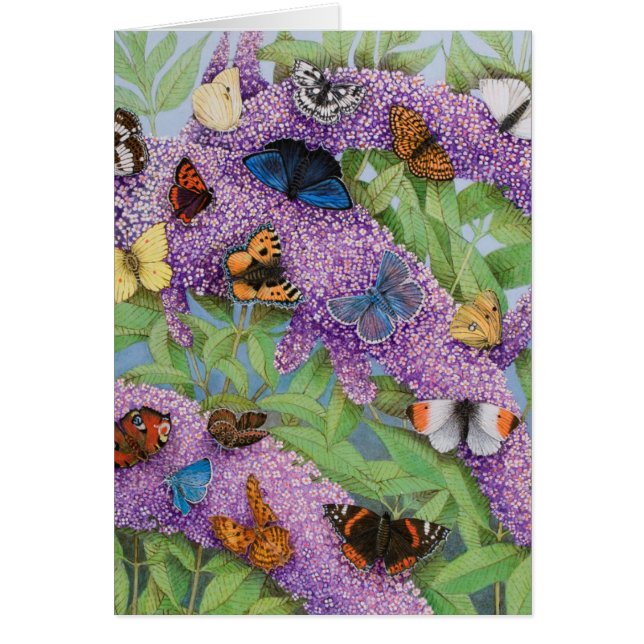 2011年の冒険 (正面)