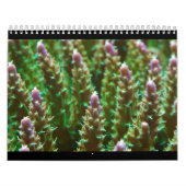 2012年の礁の平静のカレンダー カレンダー (カバー)