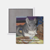 2012年1月チンチラ磁石 マグネット (正面/裏面)