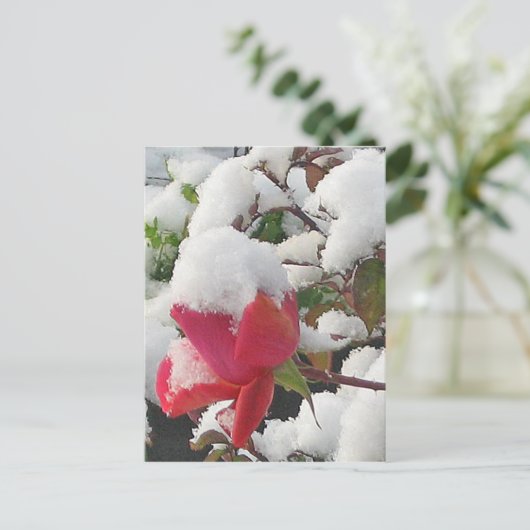 2012年1月バラはがき ポストカード (スタンド正面)