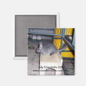 2012年7月チンチラ磁石 マグネット (正面/裏面)