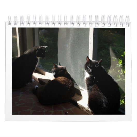 2013カレンダー- 5素晴らしい猫科の動物 カレンダー (カバー)