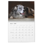 2013人のオーストラリア人の羊飼い犬のカレンダー カレンダー (3月 2027)
