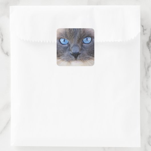 2013年に生まれた青い目の猫 スクエアシール (バッグ)