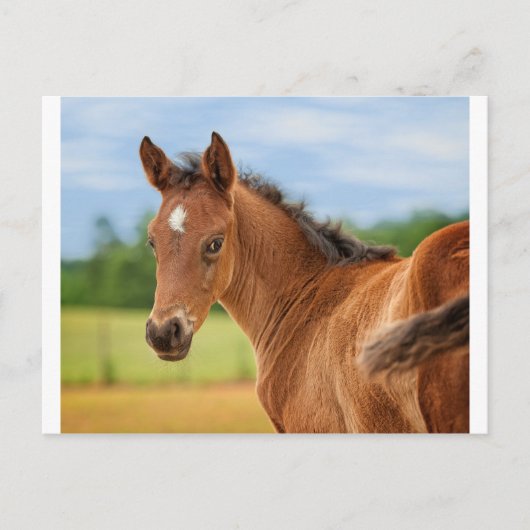 2013年の娘 ポストカード (正面)