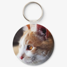 2013年の猫ちゃん