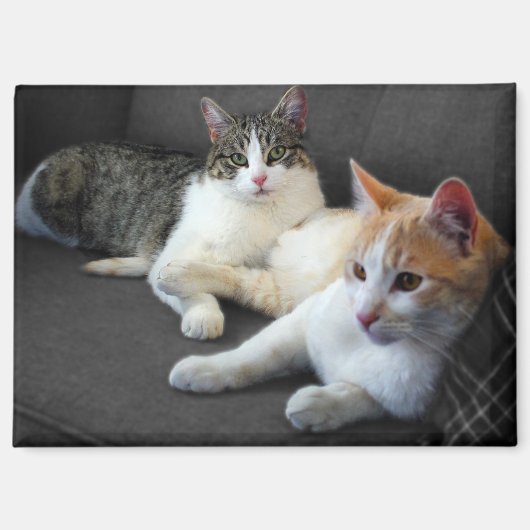 2013年の猫ちゃん マグネット (正面)