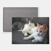 2013年の猫ちゃん マグネット (正面/裏面)