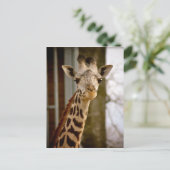 2013年カレンダージリン写真はがき ポストカード (スタンド正面)