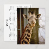 2013年カレンダージリン写真はがき ポストカード (正面/裏面)