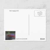 2013年花はがきパティオ表示 ポストカード (裏面)