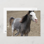 2013年12月11日に開催された競馬ショー ポストカード (正面/裏面)