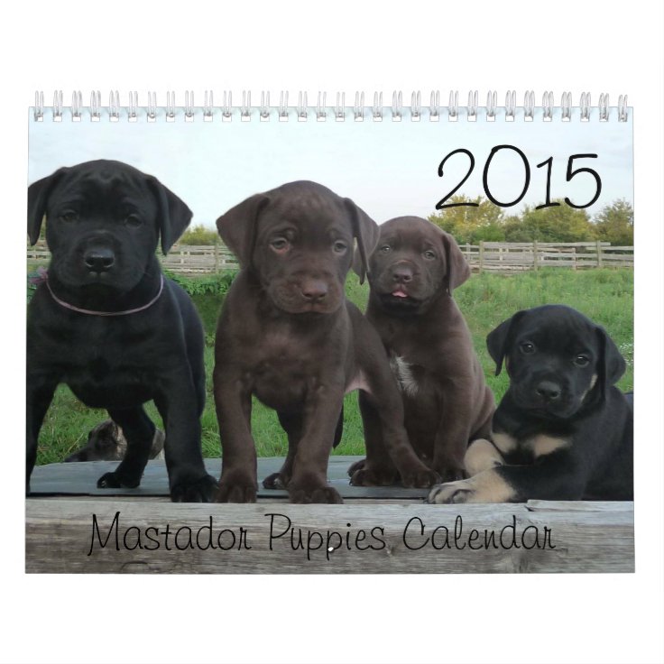 15年のmastadorの子犬のカレンダー カレンダー Zazzle Co Jp