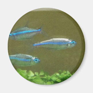 20160526_113326 マグネット