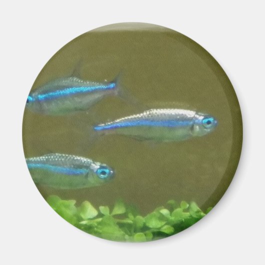 20160526_113326 マグネット (正面)