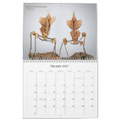 2016 Mantidforum高解像度ウォールカレンダー カレンダー (1月 2027)