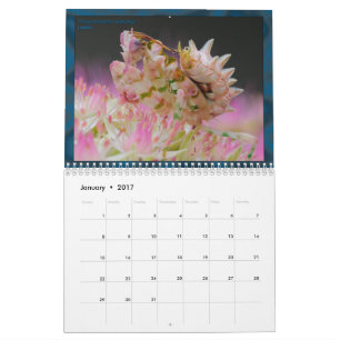 2017中型か大きいMANTIDFORUMのカレンダー カレンダー