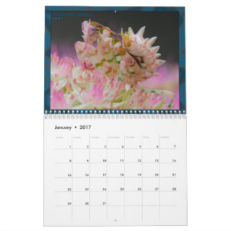 2017中型か大きいMANTIDFORUMのカレンダー カレンダー