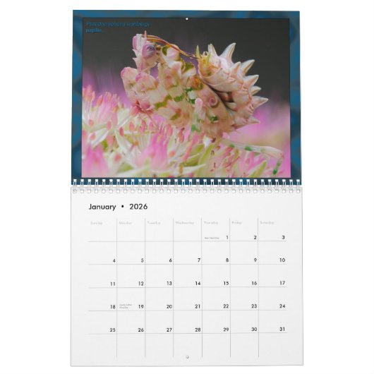 2017中型か大きいMANTIDFORUMのカレンダー カレンダー (1月 2026)