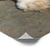 2017年のコルギ ポスター (角)