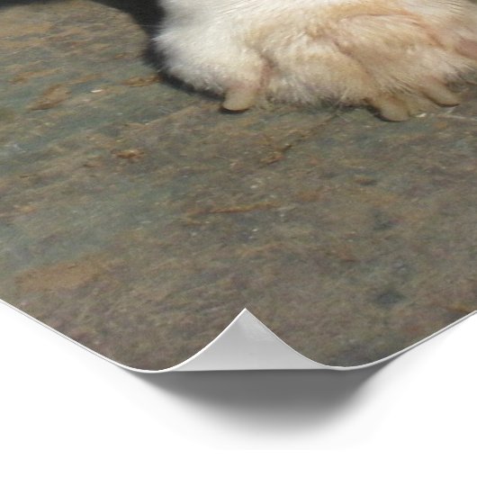 2017年のコルギ ポスター (角)