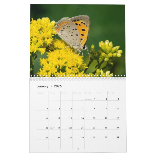 2017年の蝶カレンダー カレンダー (1月 2026)