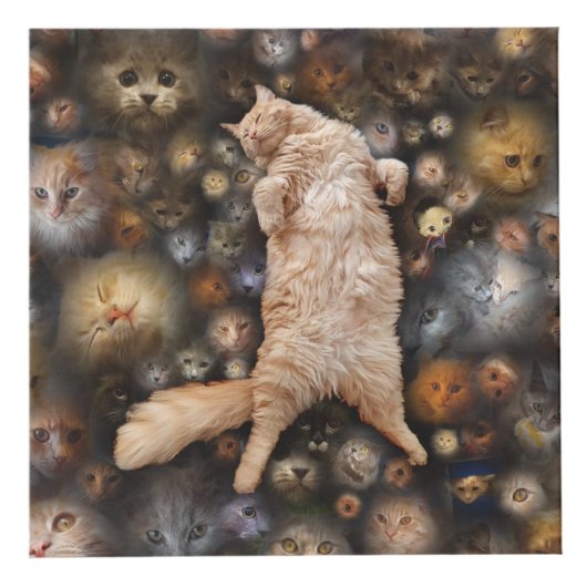 2018年に開催されたライオンとネコのフォトキューブ フォトキューブ (右)