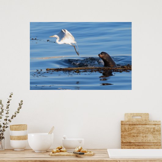 201.アシカと白いエグ素晴らしレト ポスター (キッチン)