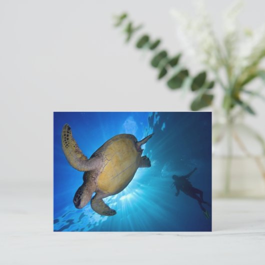 201.ウミガメとダイバー ポストカード (スタンド正面)