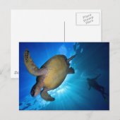 201.ウミガメとダイバー ポストカード (正面/裏面)