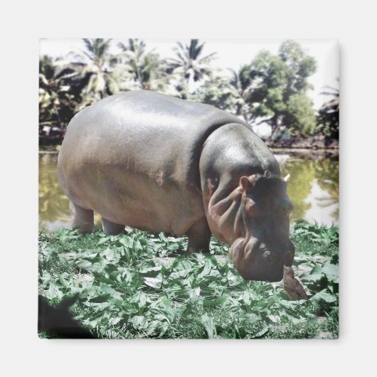 201.カバと鳥 マグネット (正面)