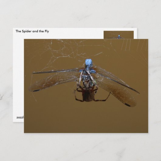201.クモと火の飛び ポストカード (正面/裏面)