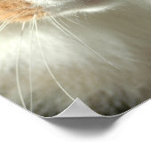 201.ネコの目 ポスター (角)