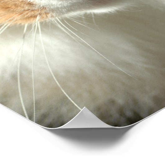 201.ネコの目 ポスター (角)